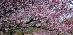 Battersea Park Blossom