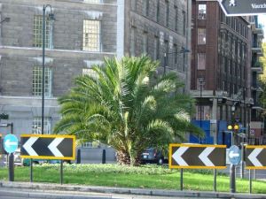palm-lambeth-bridge1